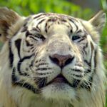 bengal tiger, tiger, animal-8022599.jpg