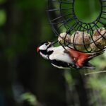 bird, woodpecker, great spotted woodpecker-8008001.jpg