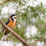 eastern spinebill, bird, animal-8021395.jpg